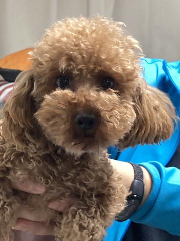 トイ・プードル ビオラ